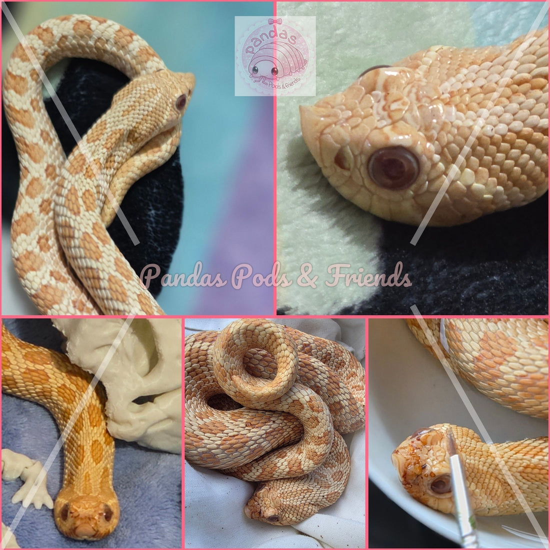 Meet Mr Bugeyes my male Hognose