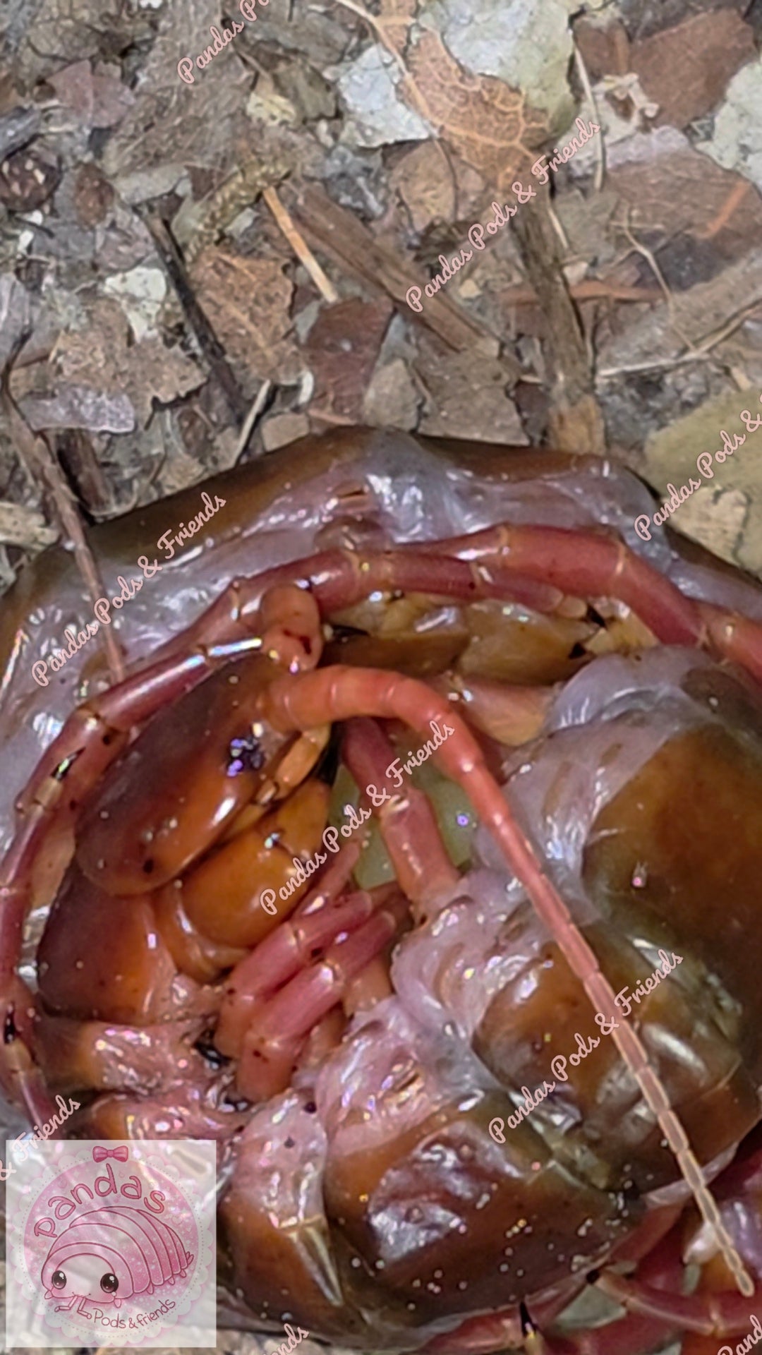 Scolopendra Dehanni - Thai Red head Centipede babies 5cm