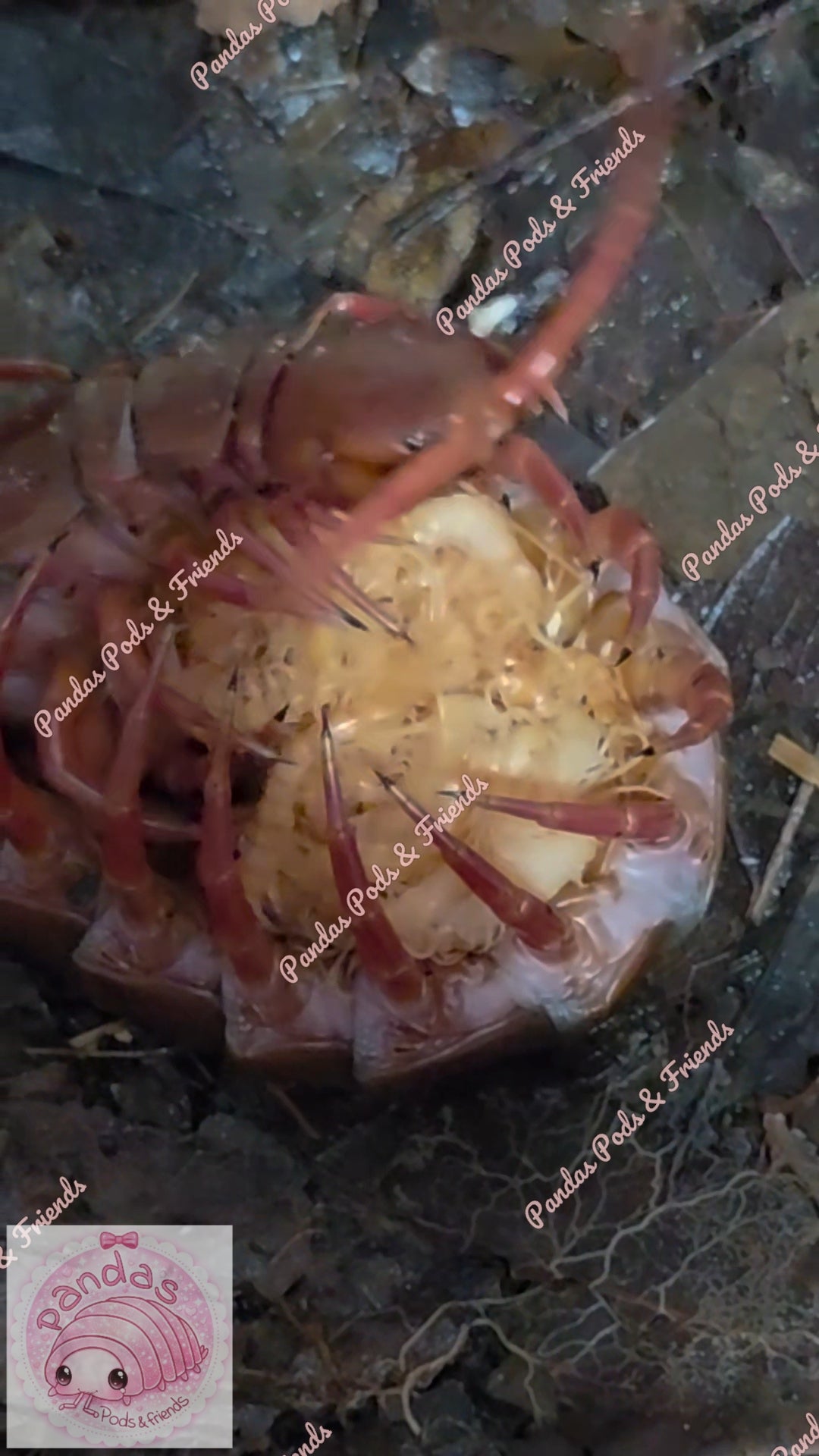 Scolopendra Dehanni - Thai Red head Centipede babies 5cm