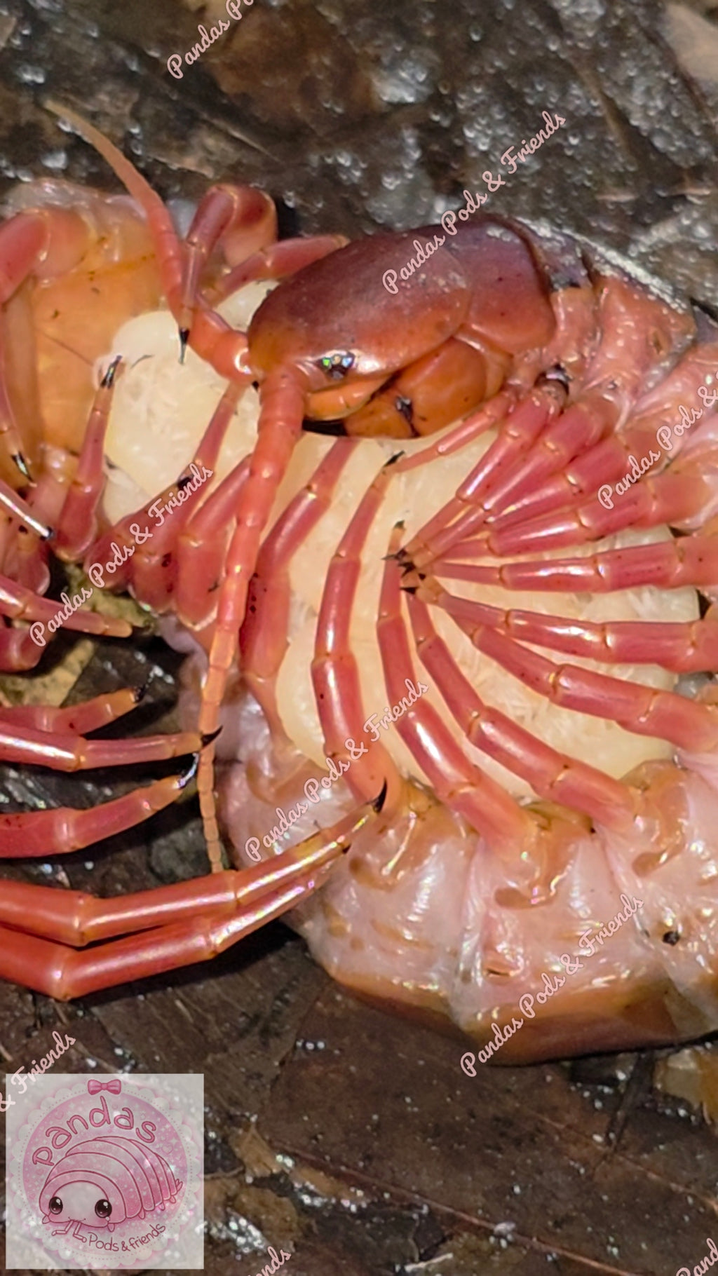 Scolopendra Dehanni - Thai Red head Centipede babies 5cm