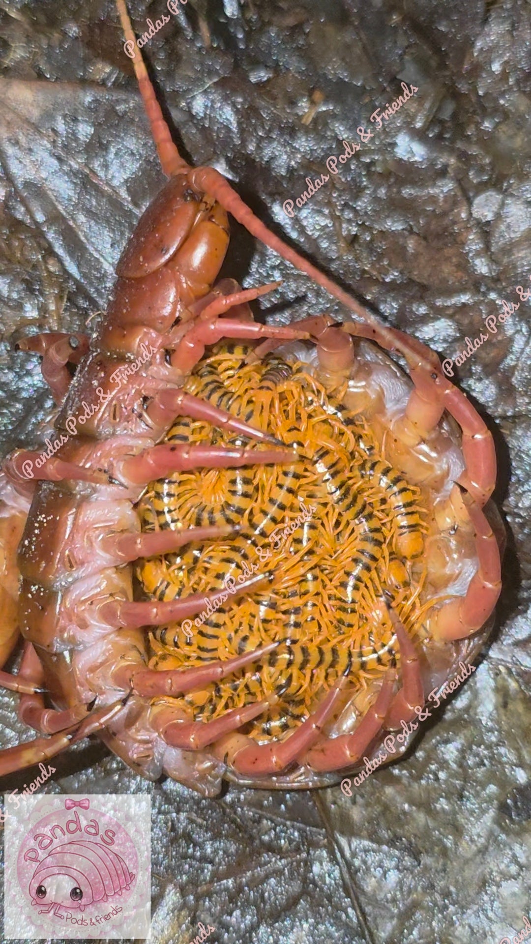 Scolopendra Dehanni - Thai Red head Centipede babies 5cm