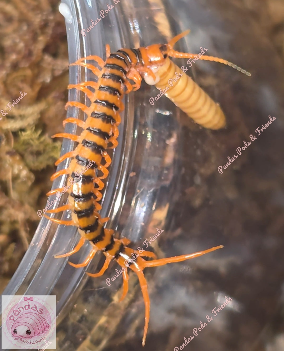 Scolopendra Dehanni - Thai Red head Centipede babies 5cm