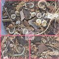 Bumblebee millipede - Anadenobolus monilicornis - baby/juvenile