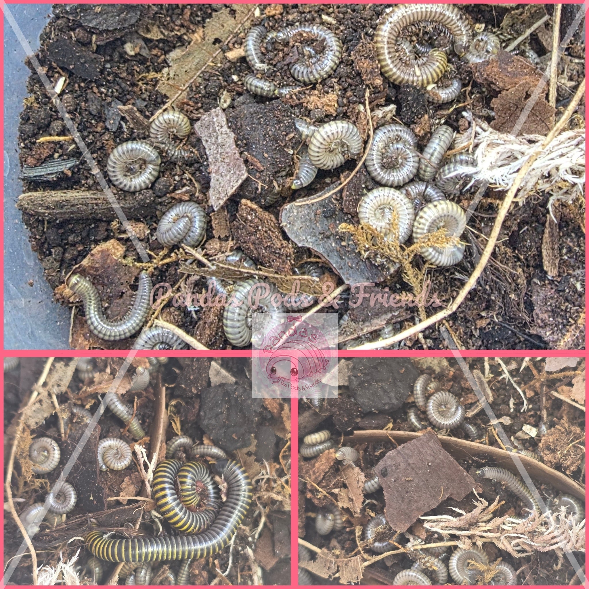 Bumblebee millipede - Anadenobolus monilicornis - baby/juvenile