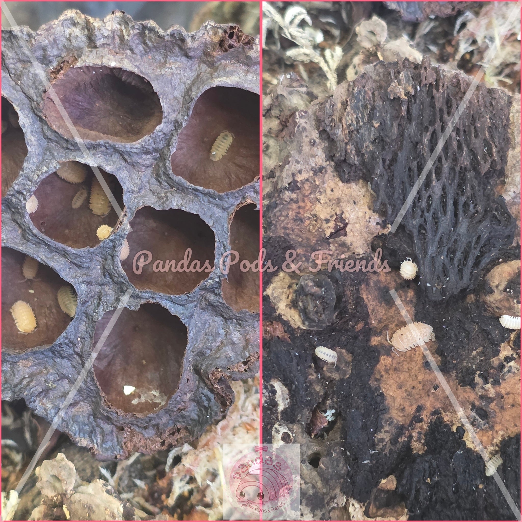 Pineapple Isopod - Cristarmadillidium muricatum x 10 mixed colony