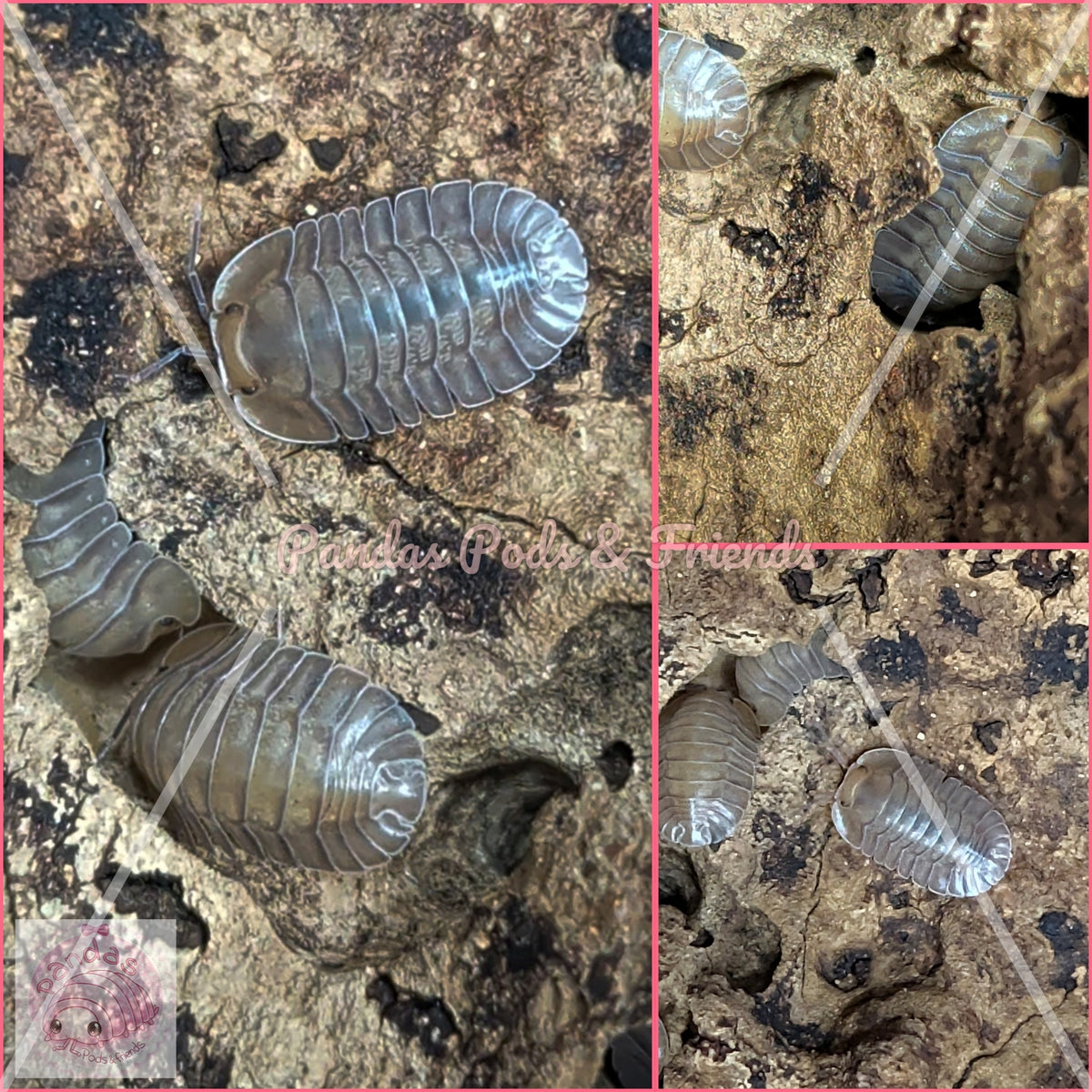 Troglodillo Porcelain Isopod x 5