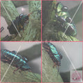 5 x Emerald Cockroach nymphs 'Corydidarum magnifica'