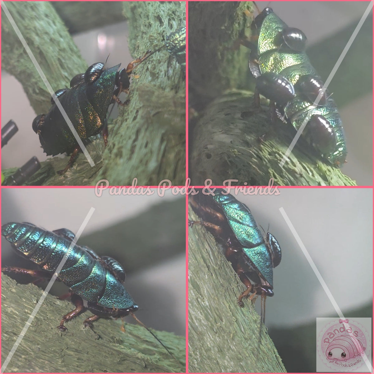 5 x Emerald Cockroach nymphs 'Corydidarum magnifica'